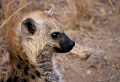  afrique du sud 
 hyene 
 parc kruger 